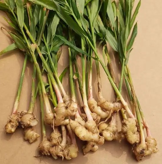Adrak (Ginger)